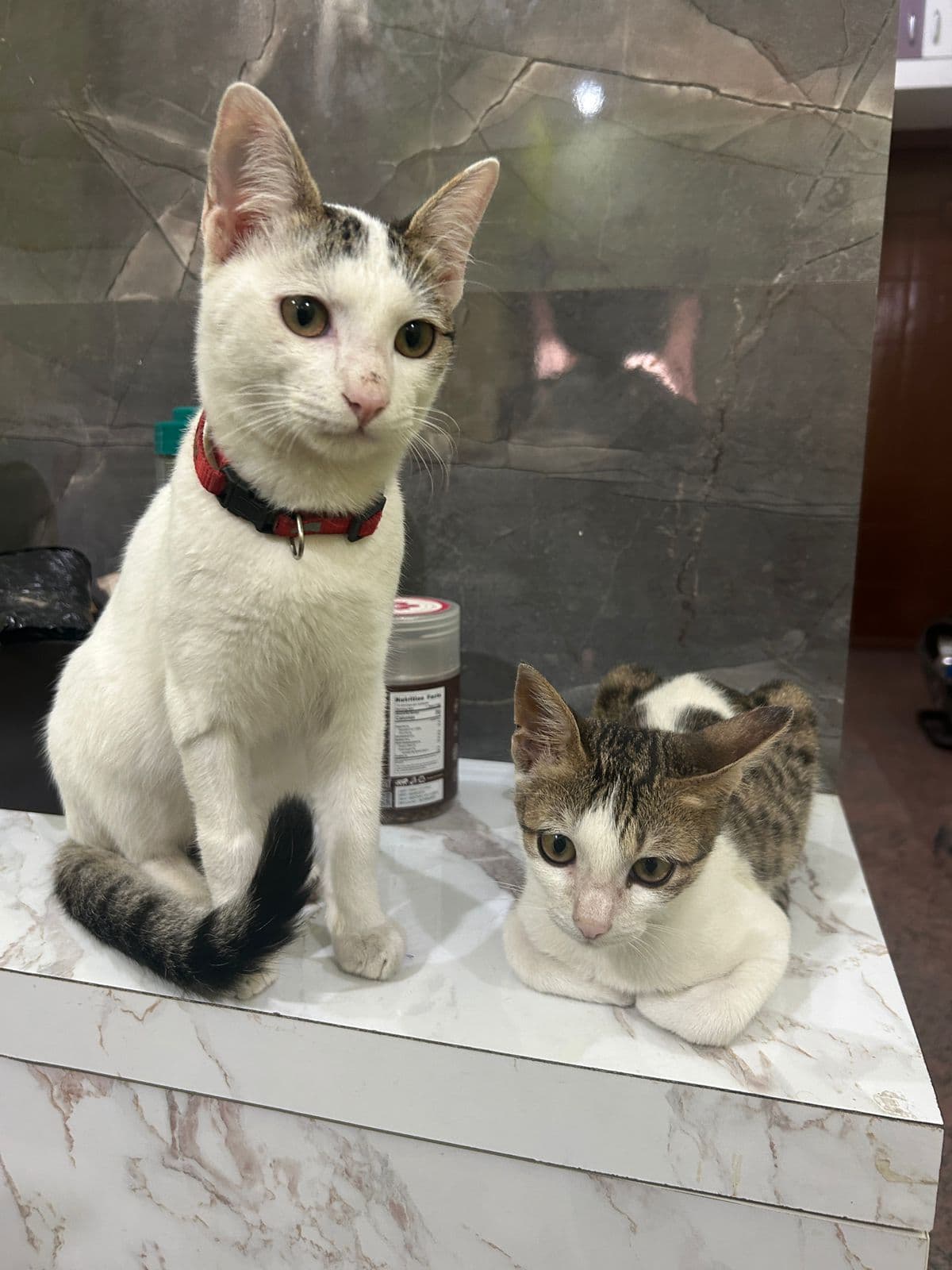 A happy guest cat boarding at The Pet Boarding in Bengaluru