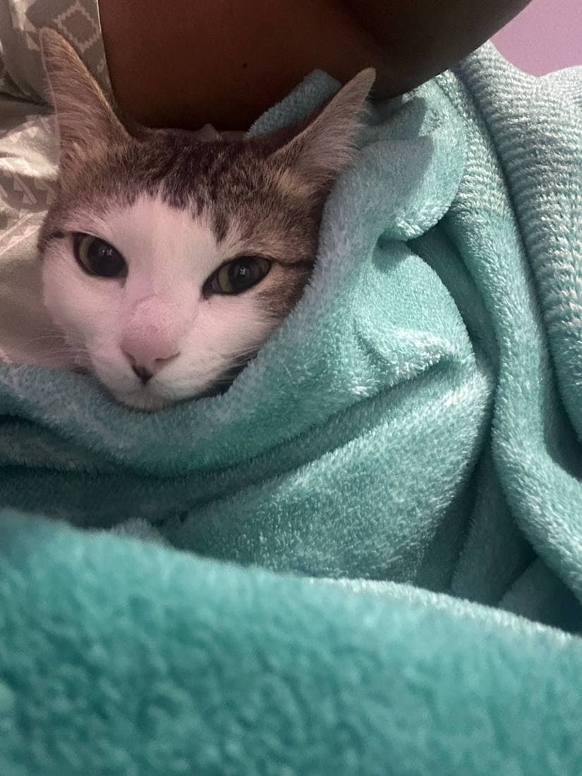 Calico kitten peeking over a cozy teal blanket
