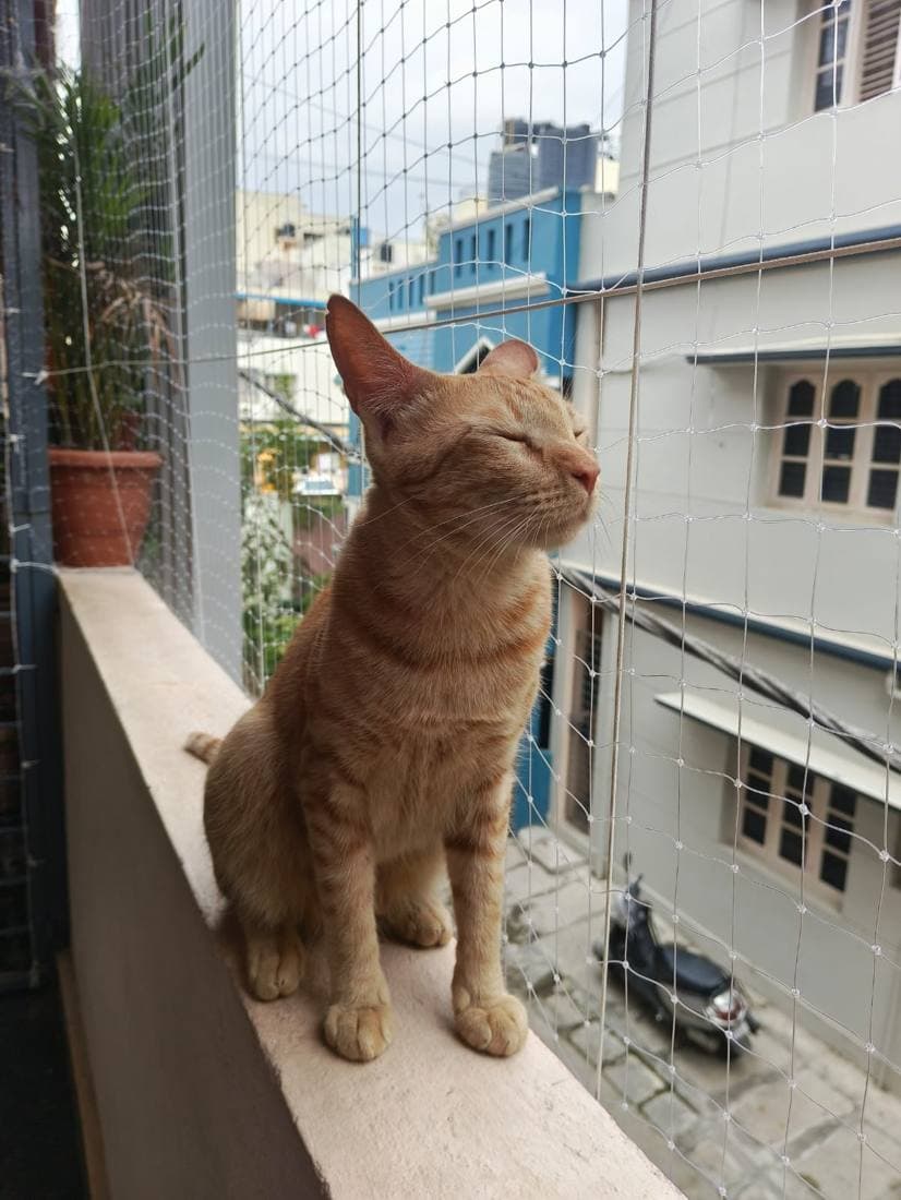 Ginger cat standing on a netted balcony ledge