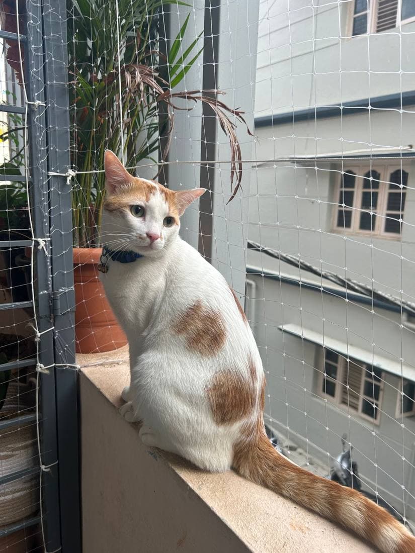 White cat perched on a netted balcony ledge