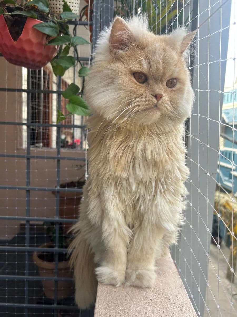 A fluffy cream Persian cat standing on a safe netted balcony at The Pet Boarding in Bengaluru
